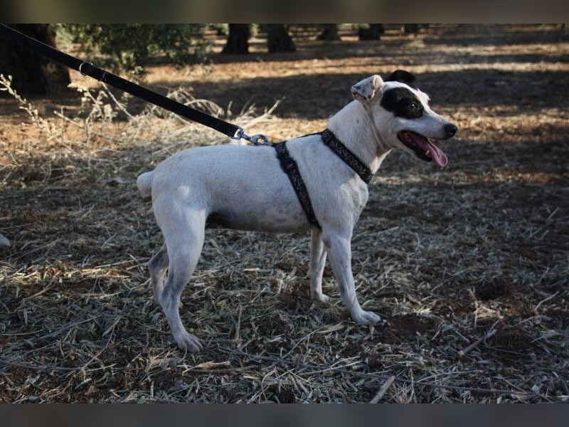 LAKY-freundlich, gesellig, lebhaft, fröhlich wartet sie sehnsüchtig auf ihre liebevolle Familie