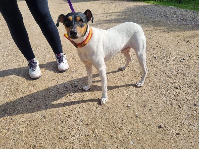 BAMBINO-sanfte, gelassene Seele mit großem Herzen wartet sehnsüchtig auf sein Für-Immer-Zuhause