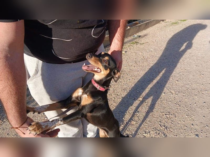 ZOE-überaus freundliche kleine Maus sucht sehnsüchtig ihr liebevolles Für-immer-Zuhause