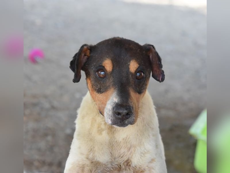 KIMER-ein fröhliches, aufgeschlossenes und positives Gemüt wartet auf liebevolles Zuhause