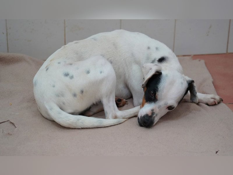 Zuckersüße LENI-lieb, sanft, bescheiden, ruhig wartet sie sehnsüchtig auf ihr liebevolles Zuhause