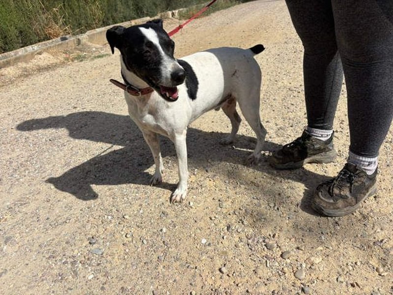 GOLFO-fröhlicher Menschenfreund sucht sein Für-immer-Zuhause