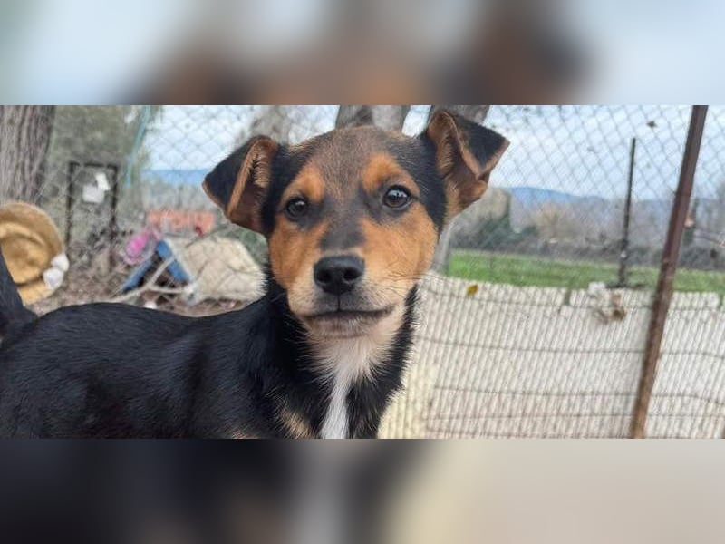 Süß, süßer ESTESO-aufgeweckt, voller verspielter Freude sitzt er auf gepacktem Köfferchen