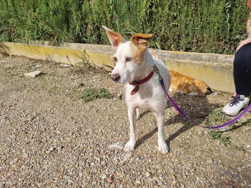 TOBY-hatte ein schönes Zuhause und wurde von Herzen geliebt-sucht dringend sein neues Zuhause