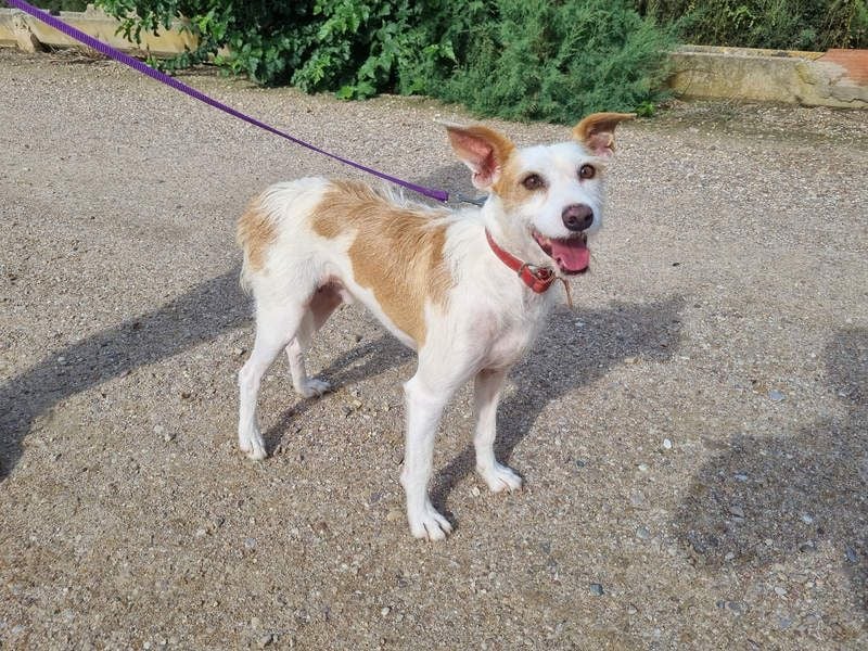TOBY-hatte ein schönes Zuhause und wurde von Herzen geliebt-sucht dringend sein neues Zuhause