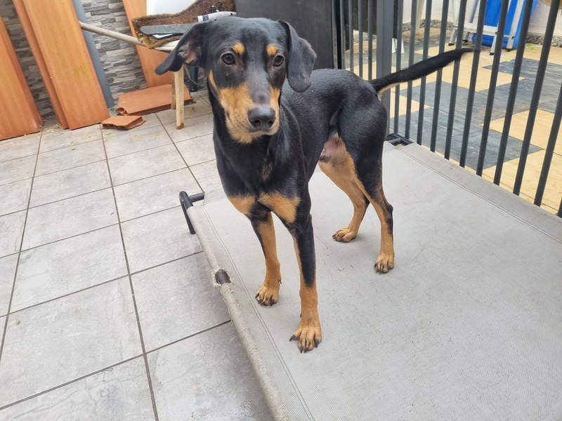 Unkomplizierte BARDOT-anhänglich, liebevoll, vertrauensvoll auf der Suche nach ihrer Für-immer-Fam.