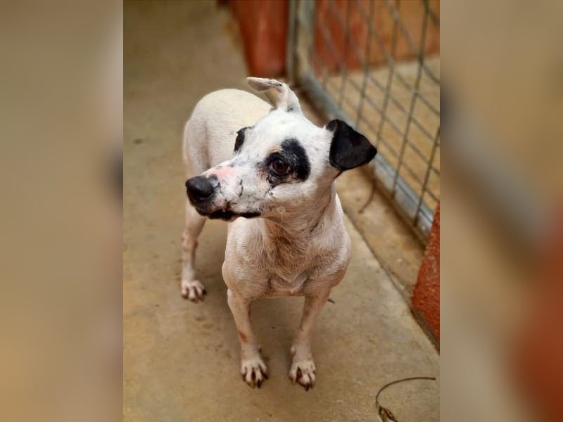 ENOLA-wartet auf ihr liebevolles Zuhause in dem sie für immer glücklich sein darf