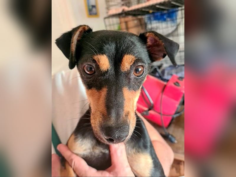 Herzallerliebste PINKY-sehr lieb, verschmust,sozial auf der Suche nach liebevollem Für-immer-Zuhause