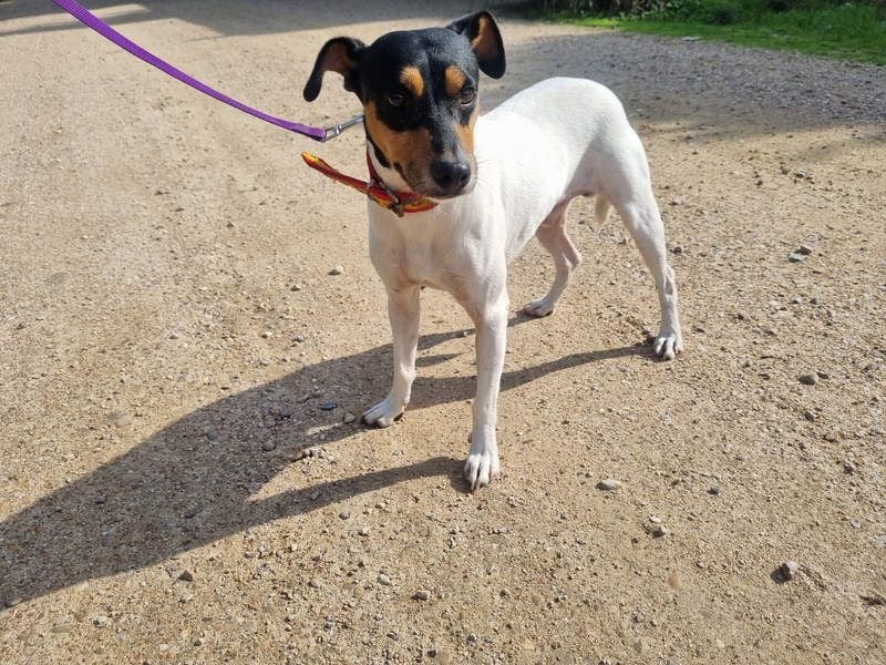 BAMBINO-sanfte, gelassene Seele mit großem Herzen wartet sehnsüchtig auf sein Für-Immer-Zuhause