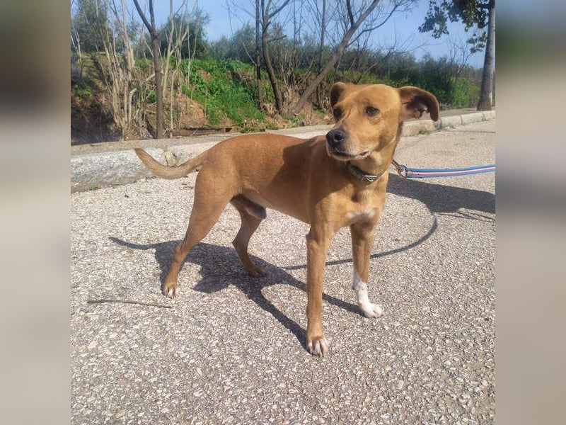 LEONARDO - anhänglich und gehorsam