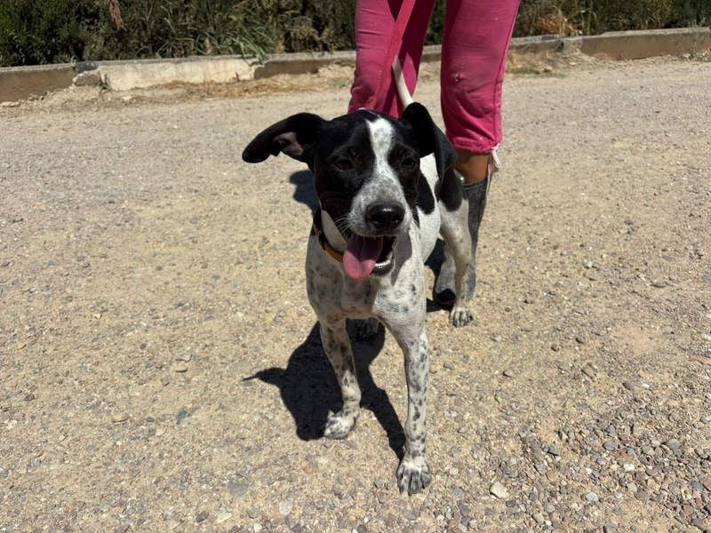 CHAKRA - freundlich, verspielt und intelligent