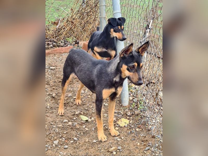 NEFERTARI-sehr liebes, zartes, verschmustes, soziales Hundemädchen sucht sein Für-immer-Plätzchen