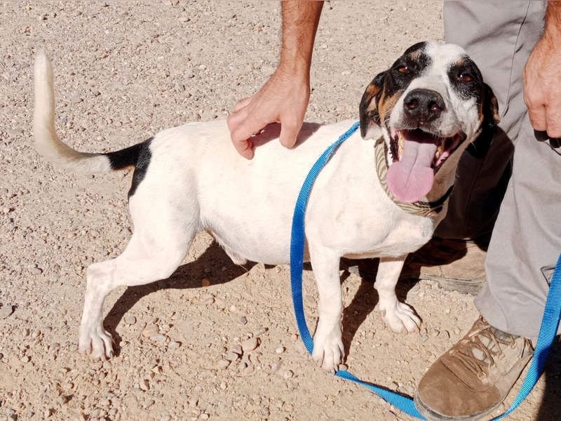 MONET-ein Herz auf 4 Pfoten mit außergewöhnlicher Loyalität sucht liebevolle Heimat