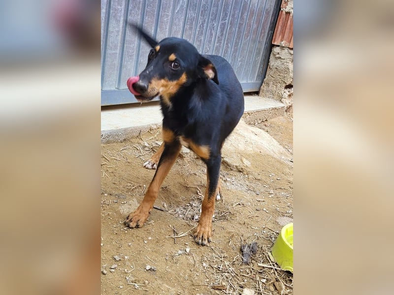 PEPITA-verspieltes, fröhiches Mädchen wartet sehnsüchtig auf liebevolles Für-immer-Zuhause