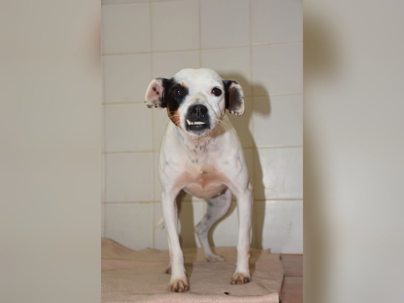 Zuckersüße LENI-lieb, sanft, bescheiden, ruhig wartet sie sehnsüchtig auf ihr liebevolles Zuhause