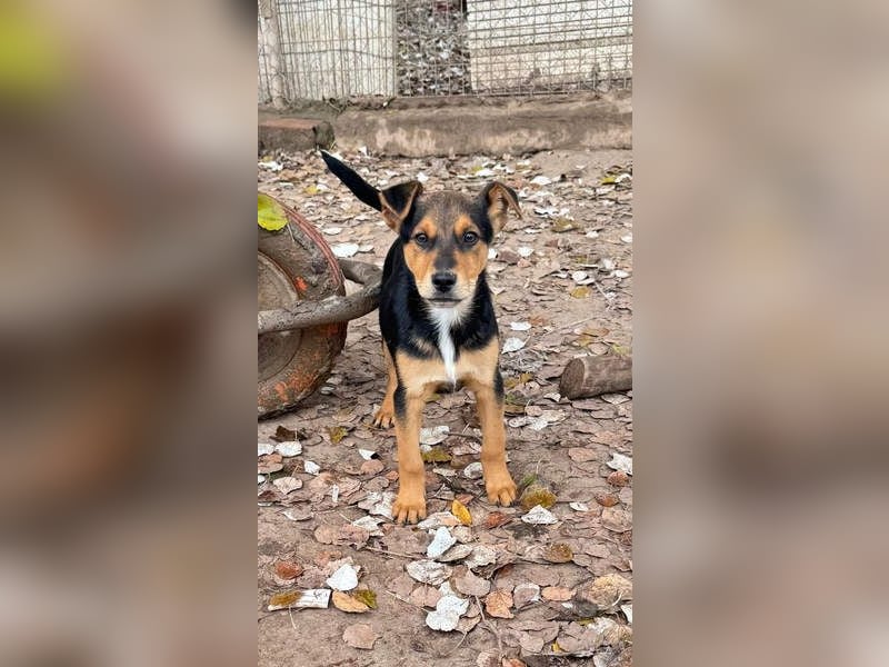 Süß, süßer ESTESO-aufgeweckt, voller verspielter Freude sitzt er auf gepacktem Köfferchen