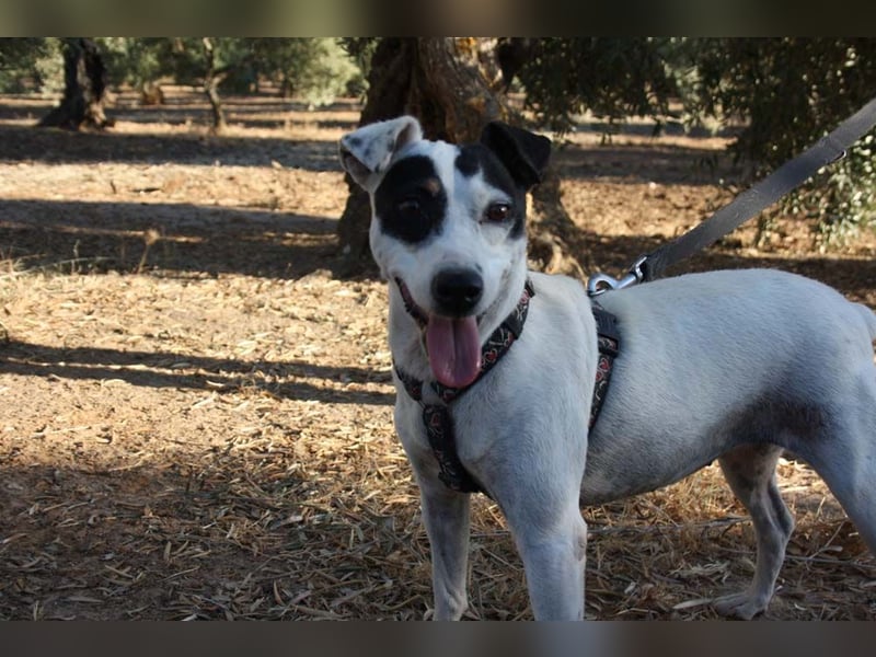 Volltreffer LAKI-steckt voller Energie, Lebensfreude mit gutem Gemüt sucht sehnsüchtig ihre Familie