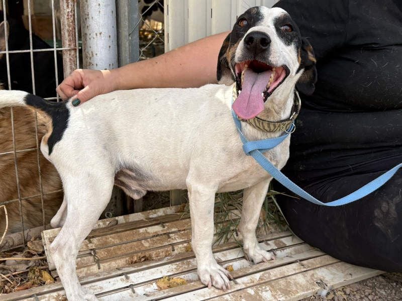 MONET-ein Herz auf 4 Pfoten mit außergewöhnlicher Loyalität sucht liebevolle Heimat