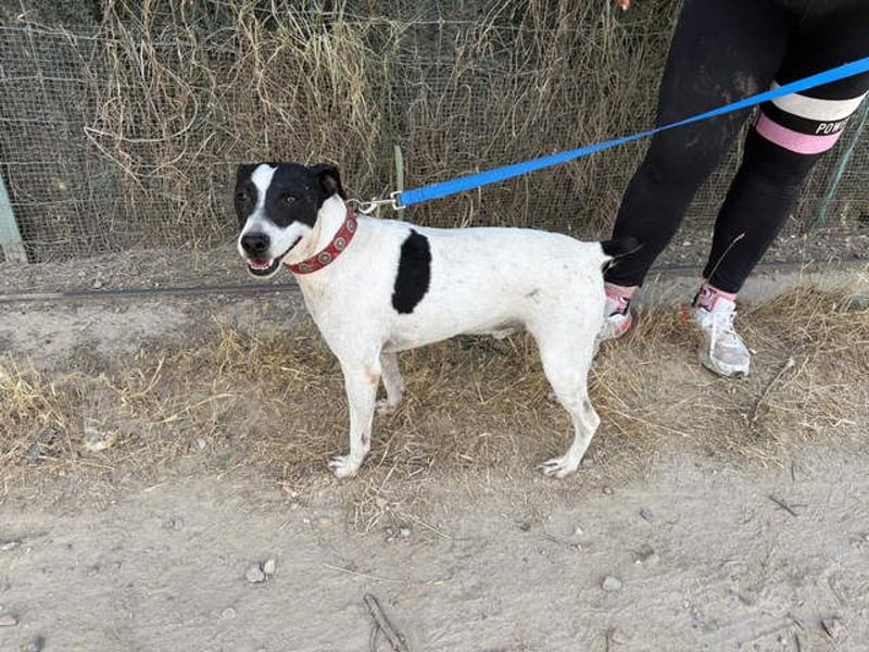 GOLFO-fröhlicher Menschenfreund sucht sein Für-immer-Zuhause