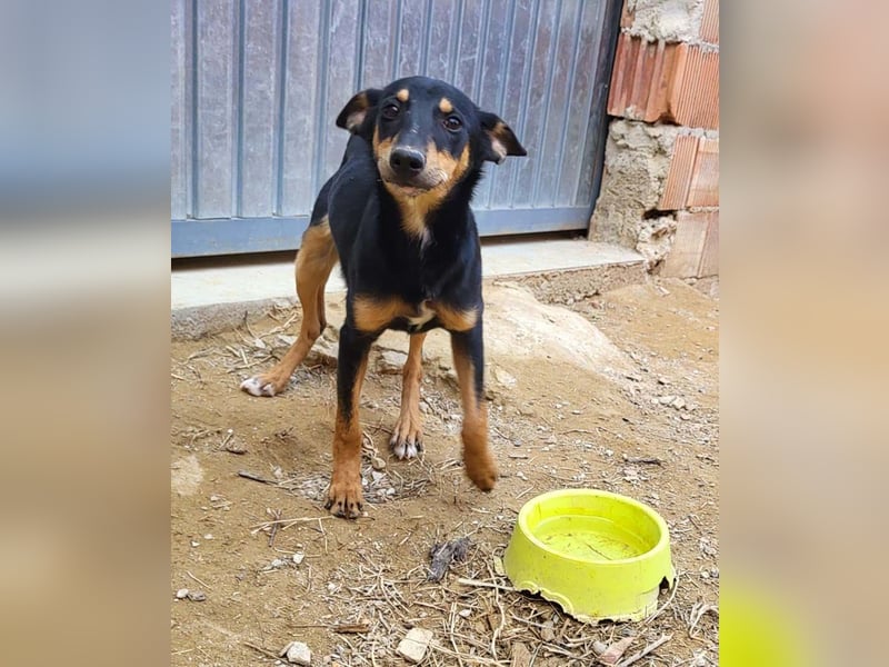 PEPITA-verspieltes, fröhiches Mädchen wartet sehnsüchtig auf liebevolles Für-immer-Zuhause