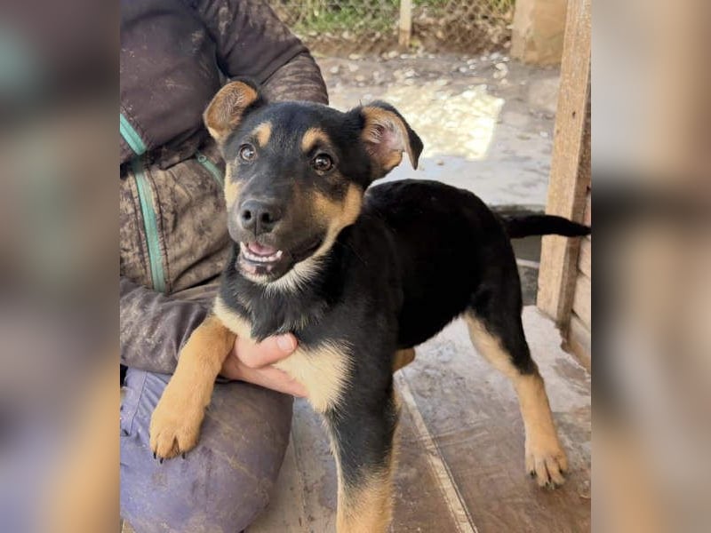 Süß, süßer, VALENTINO-aufgeweckt, voller verspielter Freude wartet er auf gepacktem Köfferchen