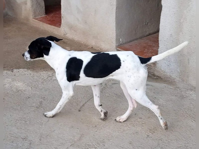 MASAI-sehr lieb, sanfte Seele sucht ihr liebevolles Für-immer-Zuhause