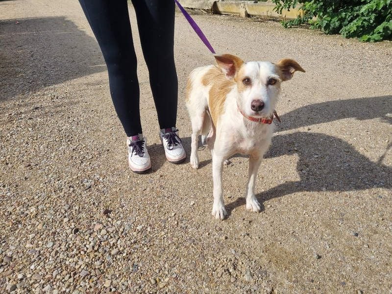 TOBY-hatte ein schönes Zuhause und wurde von Herzen geliebt-sucht dringend sein neues Zuhause