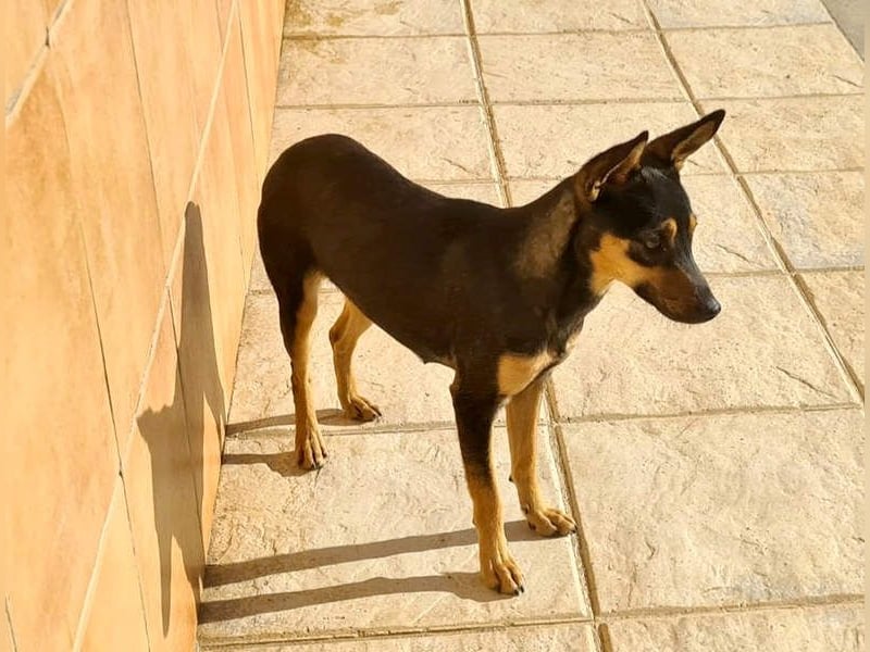 NEFERTARI-sehr liebes, zartes, verschmustes, soziales Hundemädchen sucht sein Für-immer-Plätzchen