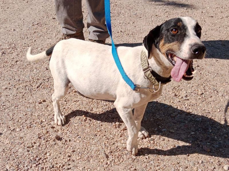 MONET-ein Herz auf 4 Pfoten mit außergewöhnlicher Loyalität sucht liebevolle Heimat