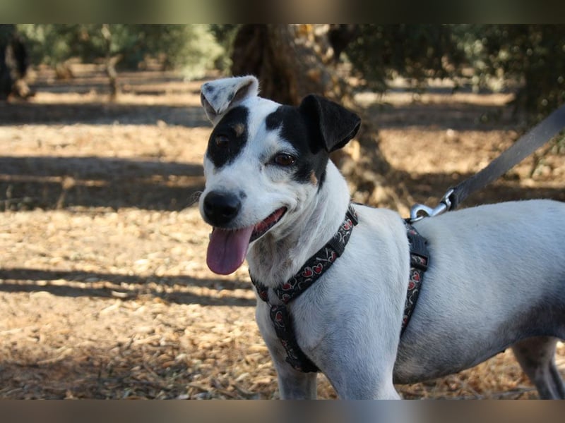 Volltreffer LAKI-steckt voller Energie, Lebensfreude mit gutem Gemüt sucht sehnsüchtig ihre Familie