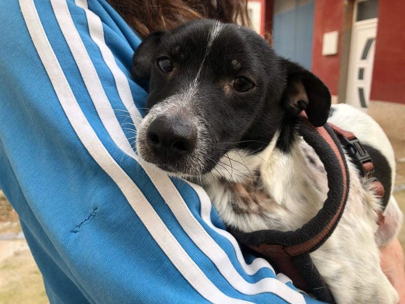 ORION-keiner Sonnenschein sucht dringend liebevolles Für-immer-Zuhause