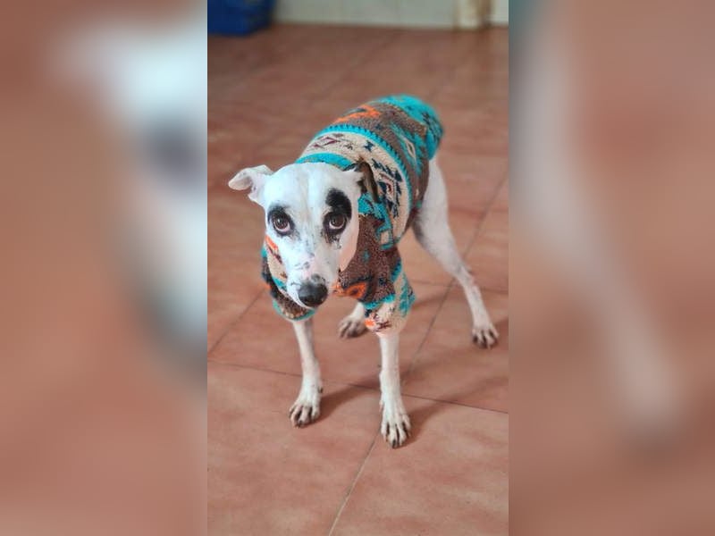 ENOLA-wartet auf ihr liebevolles Zuhause in dem sie für immer glücklich sein darf