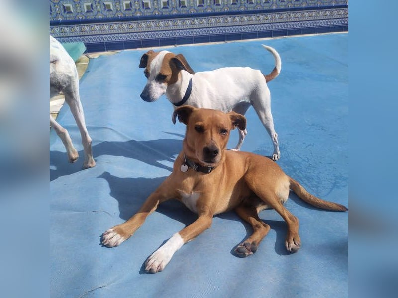 LEONARDO - anhänglich und gehorsam