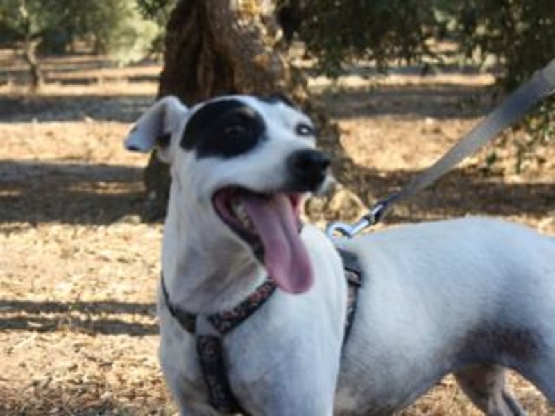 Volltreffer LAKI-steckt voller Energie, Lebensfreude mit gutem Gemüt sucht sehnsüchtig ihre Familie