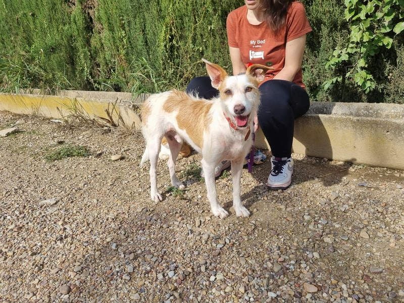 TOBY-hatte ein schönes Zuhause und wurde von Herzen geliebt-sucht dringend sein neues Zuhause