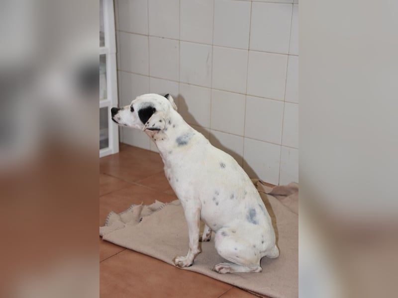 Zuckersüße LENI-lieb, sanft, bescheiden, ruhig wartet sie sehnsüchtig auf ihr liebevolles Zuhause