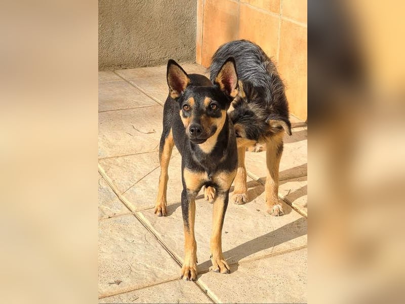 NEFERTARI-sehr liebes, zartes, verschmustes, soziales Hundemädchen sucht sein Für-immer-Plätzchen