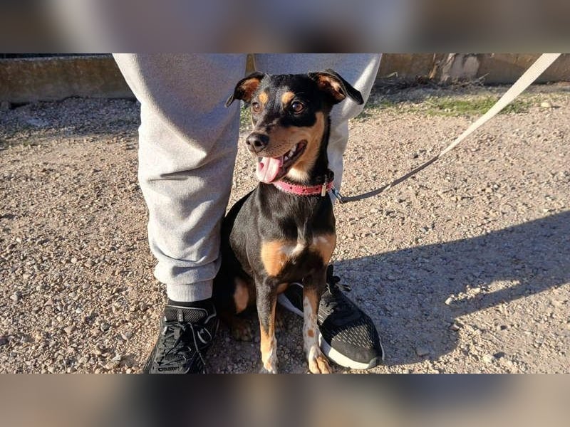 ZOE-überaus freundliche kleine Maus sucht sehnsüchtig ihr liebevolles Für-immer-Zuhause