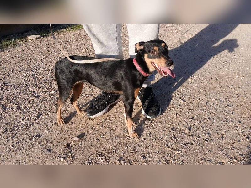 ZOE-überaus freundliche kleine Maus sucht sehnsüchtig ihr liebevolles Für-immer-Zuhause