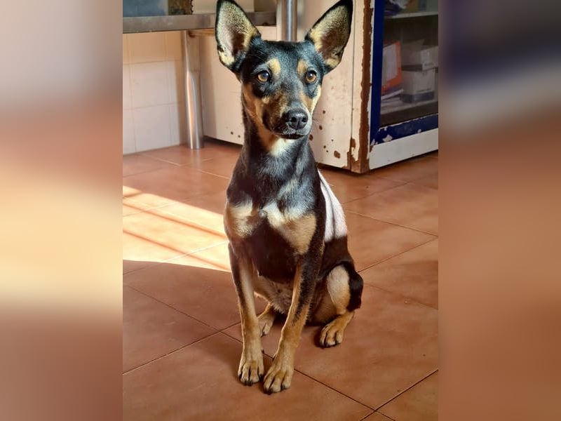 NEFERTARI-sehr liebes, zartes, verschmustes, soziales Hundemädchen sucht sein Für-immer-Plätzchen