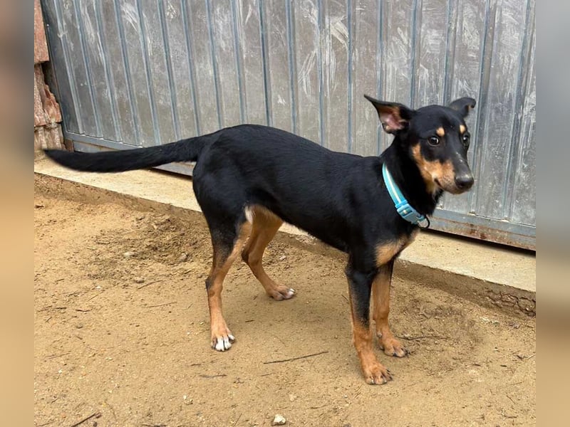 PEPITA-verspieltes, fröhiches Mädchen wartet sehnsüchtig auf liebevolles Für-immer-Zuhause