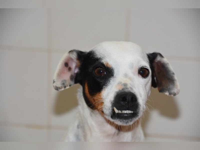 Zuckersüße LENI-lieb, sanft, bescheiden, ruhig wartet sie sehnsüchtig auf ihr liebevolles Zuhause