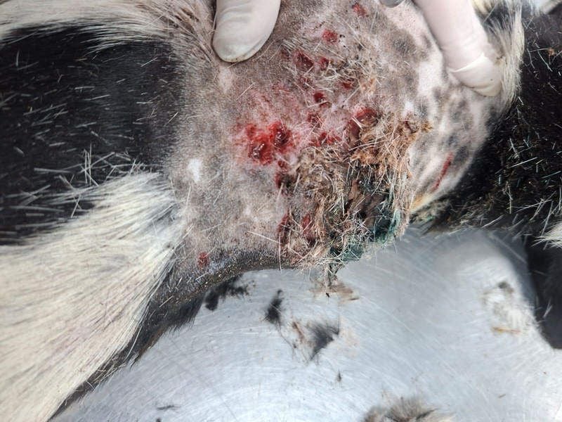 ORION-keiner Sonnenschein sucht dringend liebevolles Für-immer-Zuhause