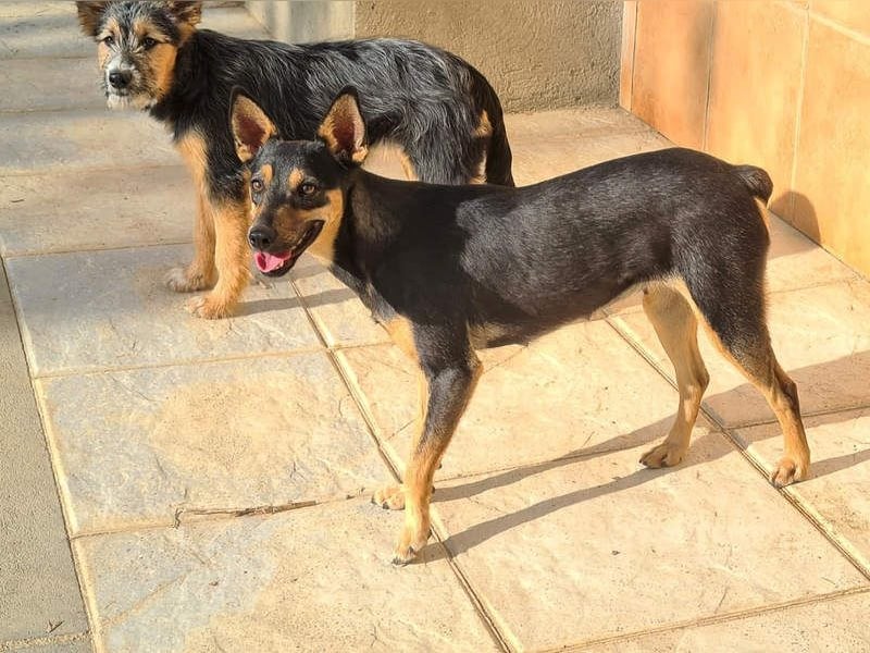 NEFERTARI-sehr liebes, zartes, verschmustes, soziales Hundemädchen sucht sein Für-immer-Plätzchen