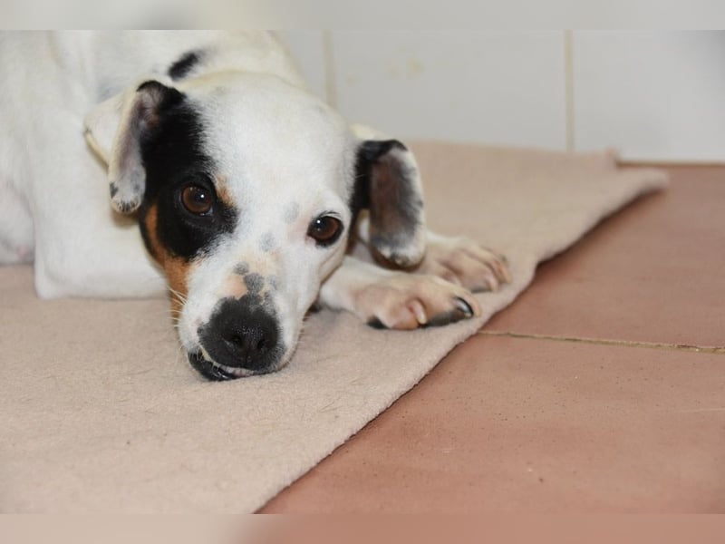 Zuckersüße LENI-lieb, sanft, bescheiden, ruhig wartet sie sehnsüchtig auf ihr liebevolles Zuhause