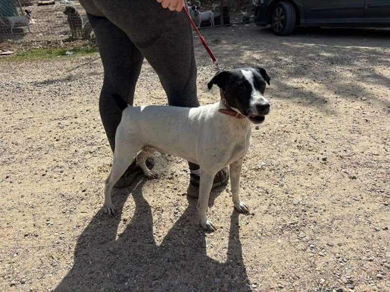 GOLFO-fröhlicher Menschenfreund sucht sein Für-immer-Zuhause