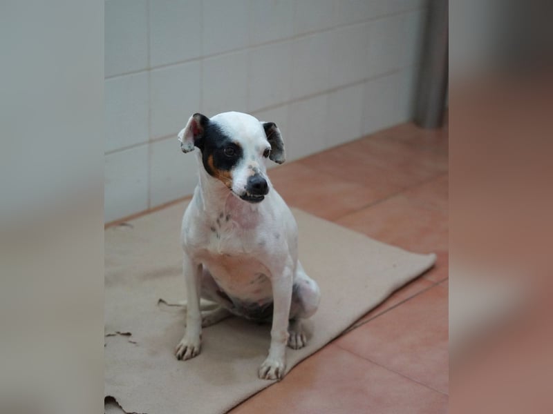 Zuckersüße LENI-lieb, sanft, bescheiden, ruhig wartet sie sehnsüchtig auf ihr liebevolles Zuhause