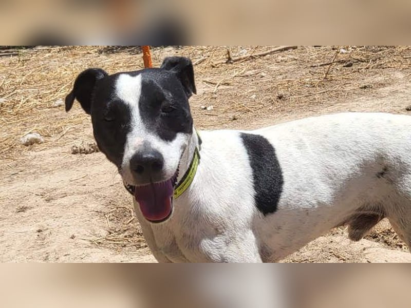 GOLFO-fröhlicher Menschenfreund sucht sein Für-immer-Zuhause