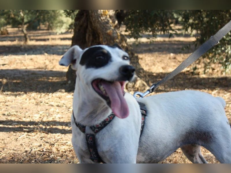 LAKY-freundlich, gesellig, lebhaft, fröhlich wartet sie sehnsüchtig auf ihre liebevolle Familie