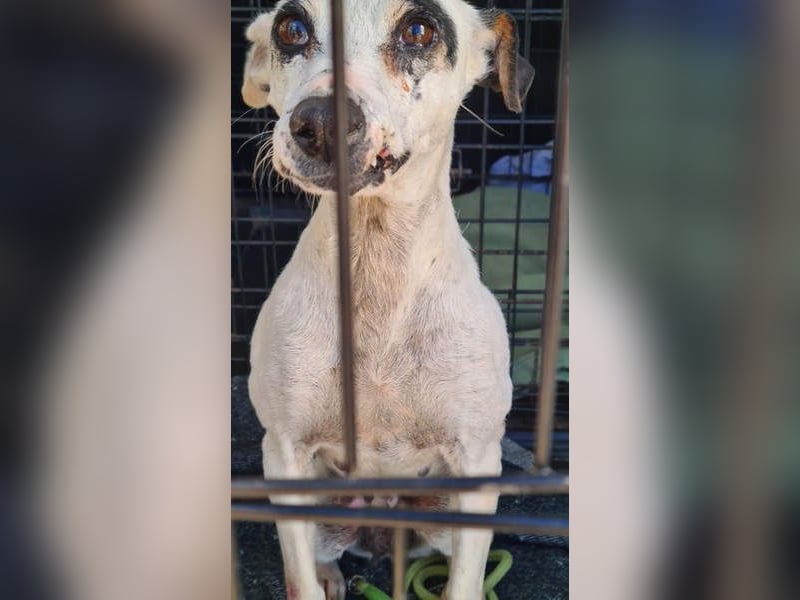 ENOLA-wartet auf ihr liebevolles Zuhause in dem sie für immer glücklich sein darf